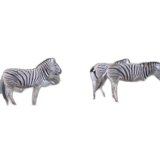 animal, creature, jewelry, furniture transparent PNG cut-out
