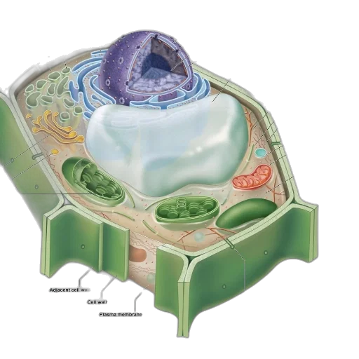 food, crown, jewelry, underwater transparent PNG cut-out