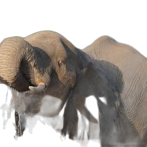animal, creature, photorealistic, 3d render transparent PNG cut-out