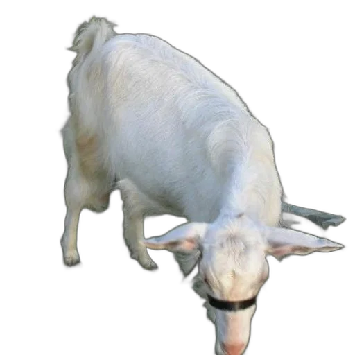 animal, creature, staff, food transparent PNG cut-out