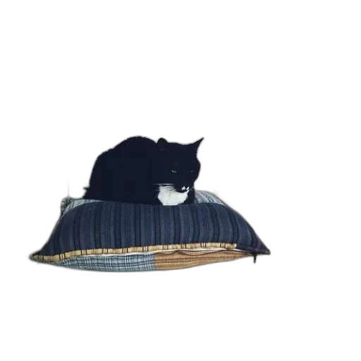 hat, furniture, animal, umbrella transparent PNG cut-out
