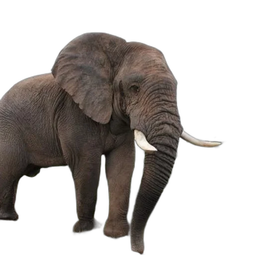 animal, creature, weapon, staff transparent PNG cut-out