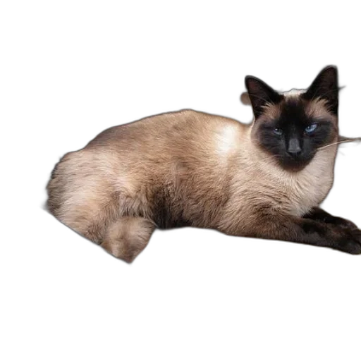 animal, creature, hair, staff transparent PNG cut-out