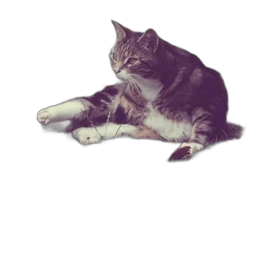 animal, staff, creature, weapon transparent PNG cut-out
