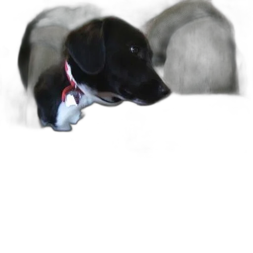 animal, creature, staff, face transparent PNG cut-out