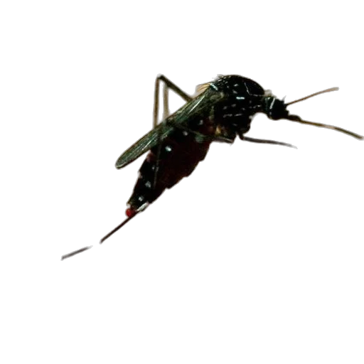 animal, creature, dragon, weapon transparent PNG cut-out