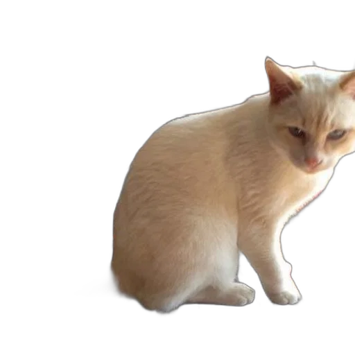 animal, creature, staff, hat transparent PNG cut-out