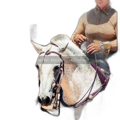 animal, staff, jewelry, jacket transparent PNG cut-out