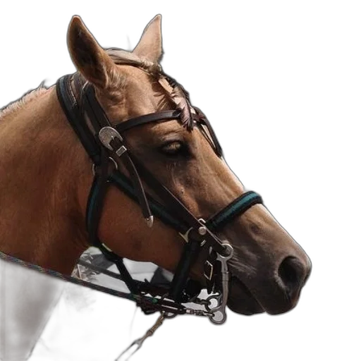 animal, staff, jewelry, hat transparent PNG cut-out
