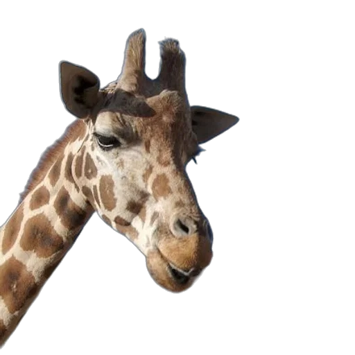 animal, creature, staff, face transparent PNG cut-out