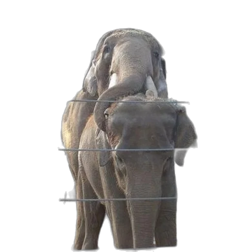 animal, staff, creature, jacket transparent PNG cut-out