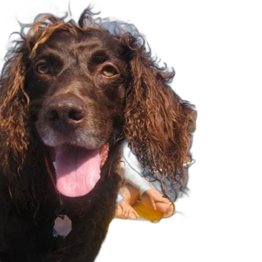 staff, animal, hair, creature transparent PNG cut-out
