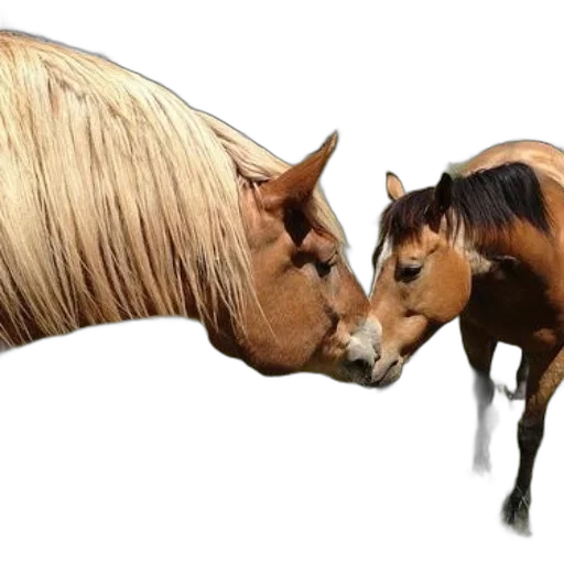 animal, hair, photorealistic, 3d render transparent PNG cut-out