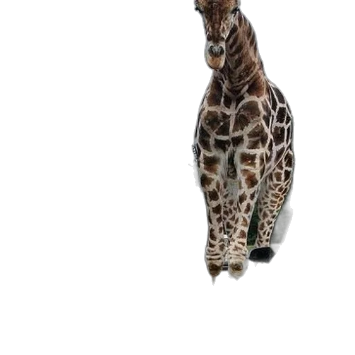 animal, creature, hat, umbrella transparent PNG cut-out
