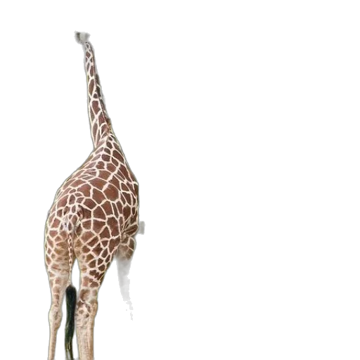 animal, creature, staff, umbrella transparent PNG cut-out