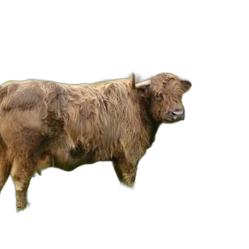 animal, creature, food, weapon transparent PNG cut-out