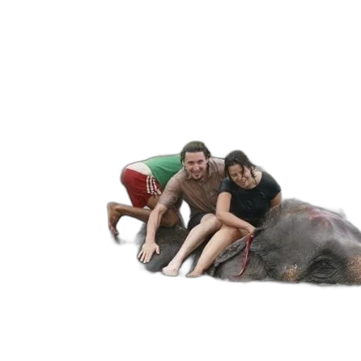 animal, creature, umbrella, car transparent PNG cut-out