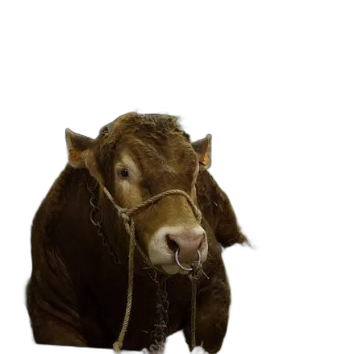 animal, jewelry, staff, food transparent PNG cut-out