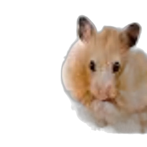 animal, creature, hair, face transparent PNG cut-out