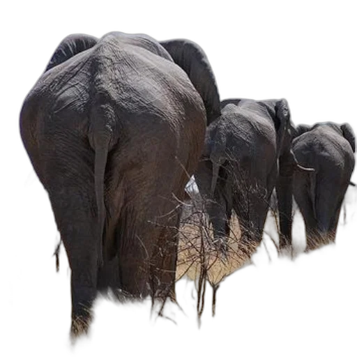 animal, staff, hair, photorealistic transparent PNG cut-out