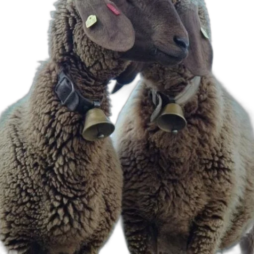 animal, staff, creature, hat transparent PNG cut-out