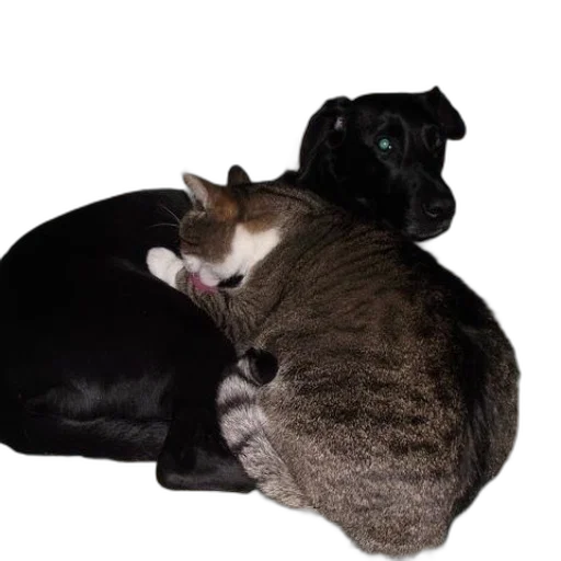 animal, creature, crown, hat transparent PNG cut-out