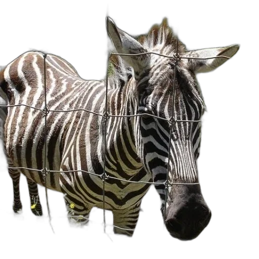 animal, creature, jewelry, furniture transparent PNG cut-out