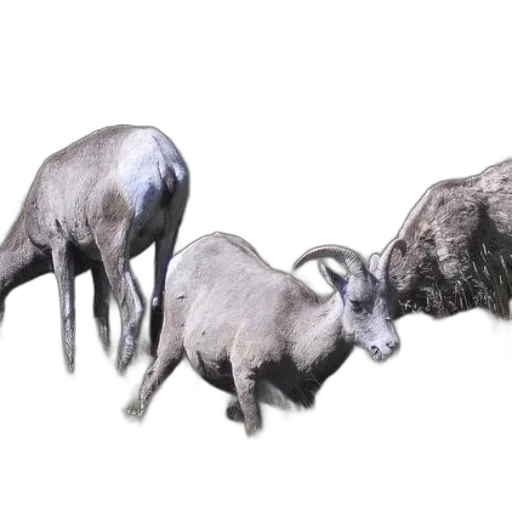 animal, jewelry, creature, 3d render transparent PNG cut-out