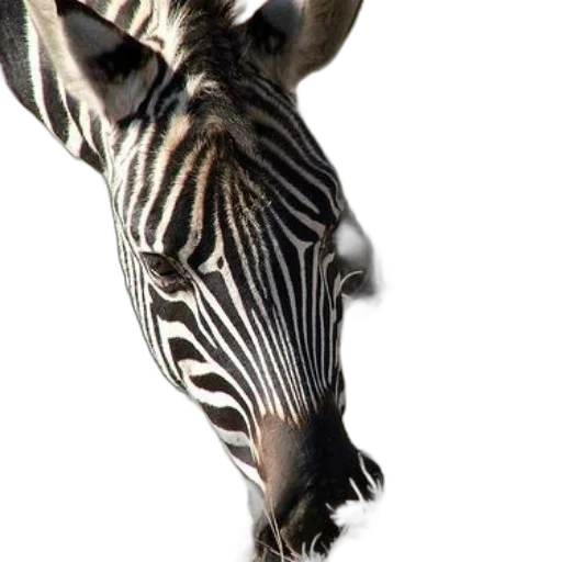 animal, creature, jewelry, mask transparent PNG cut-out