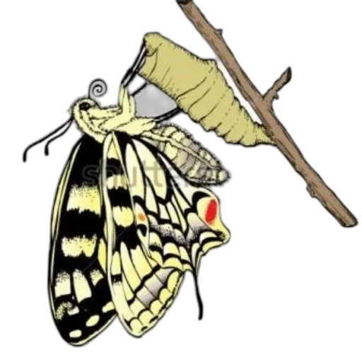 staff, animal, jewelry, crown transparent PNG cut-out