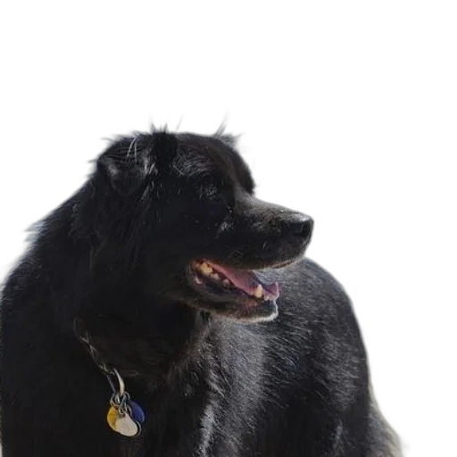 animal, staff, creature, jewelry transparent PNG cut-out
