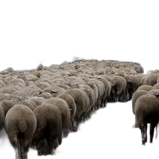 animal, hair, herd, sheep transparent PNG cut-out