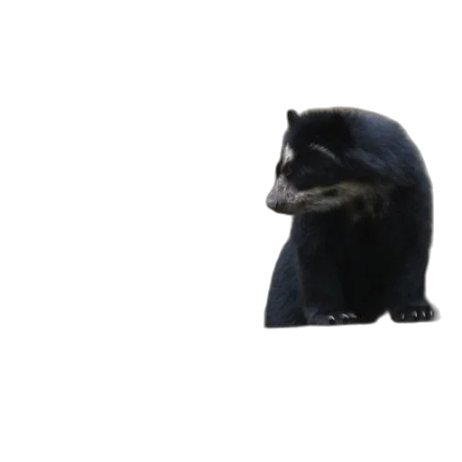 animal, creature, hat, mask transparent PNG cut-out