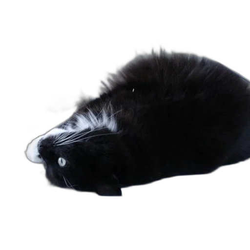 hair, creature, animal, hat transparent PNG cut-out