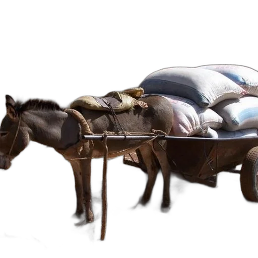 car, furniture, animal, weapon transparent PNG cut-out