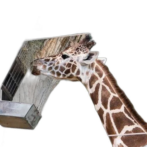 weapon, animal, sword, shoes transparent PNG cut-out