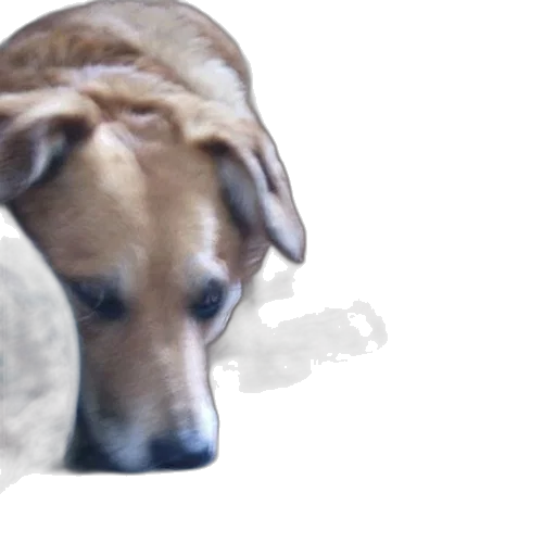 animal, creature, staff, face transparent PNG cut-out