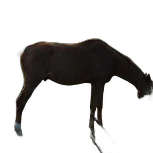 animal, staff, creature, hair transparent PNG cut-out