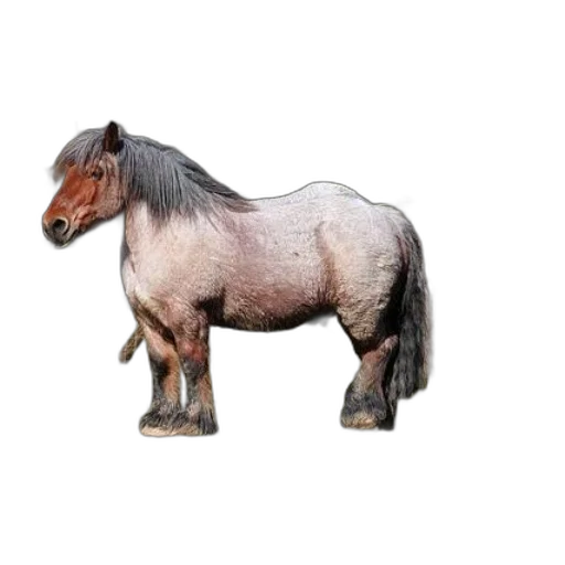 animal, creature, hair, dragon transparent PNG cut-out