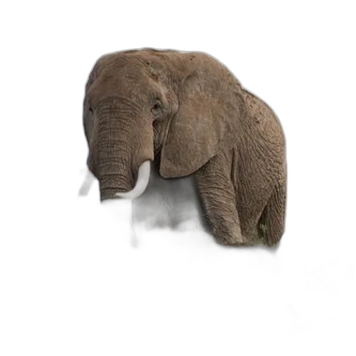 animal, creature, staff, face transparent PNG cut-out