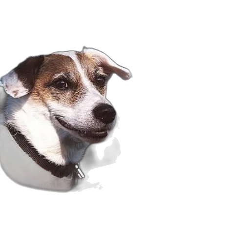 animal, staff, face, hat transparent PNG cut-out