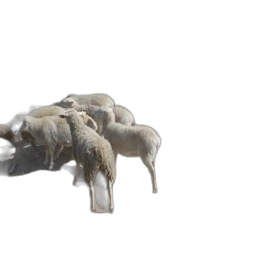 animal, furniture, creature, jewelry transparent PNG cut-out