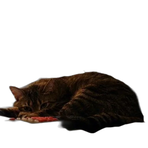 staff, animal, food, creature transparent PNG cut-out