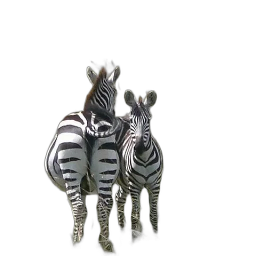 jewelry, animal, furniture, creature transparent PNG cut-out