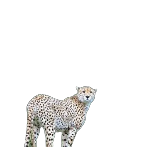 animal, creature, staff, crown transparent PNG cut-out