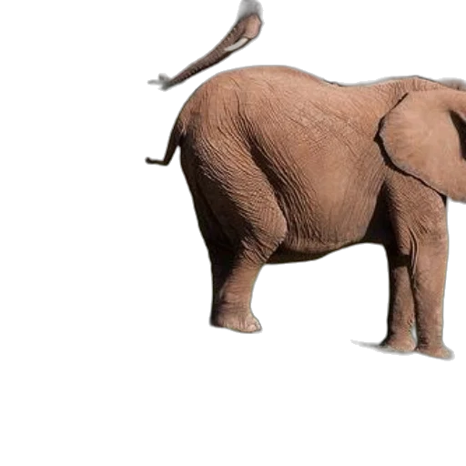 animal, creature, weapon, shoes transparent PNG cut-out