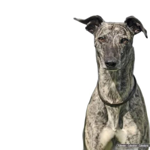 animal, staff, creature, face transparent PNG cut-out
