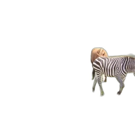 animal, creature, furniture, robot transparent PNG cut-out