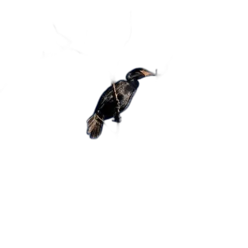animal, creature, dragon, hair transparent PNG cut-out