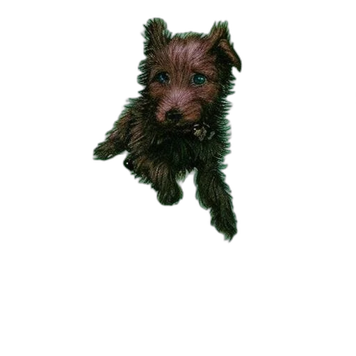 animal, creature, staff, dragon transparent PNG cut-out